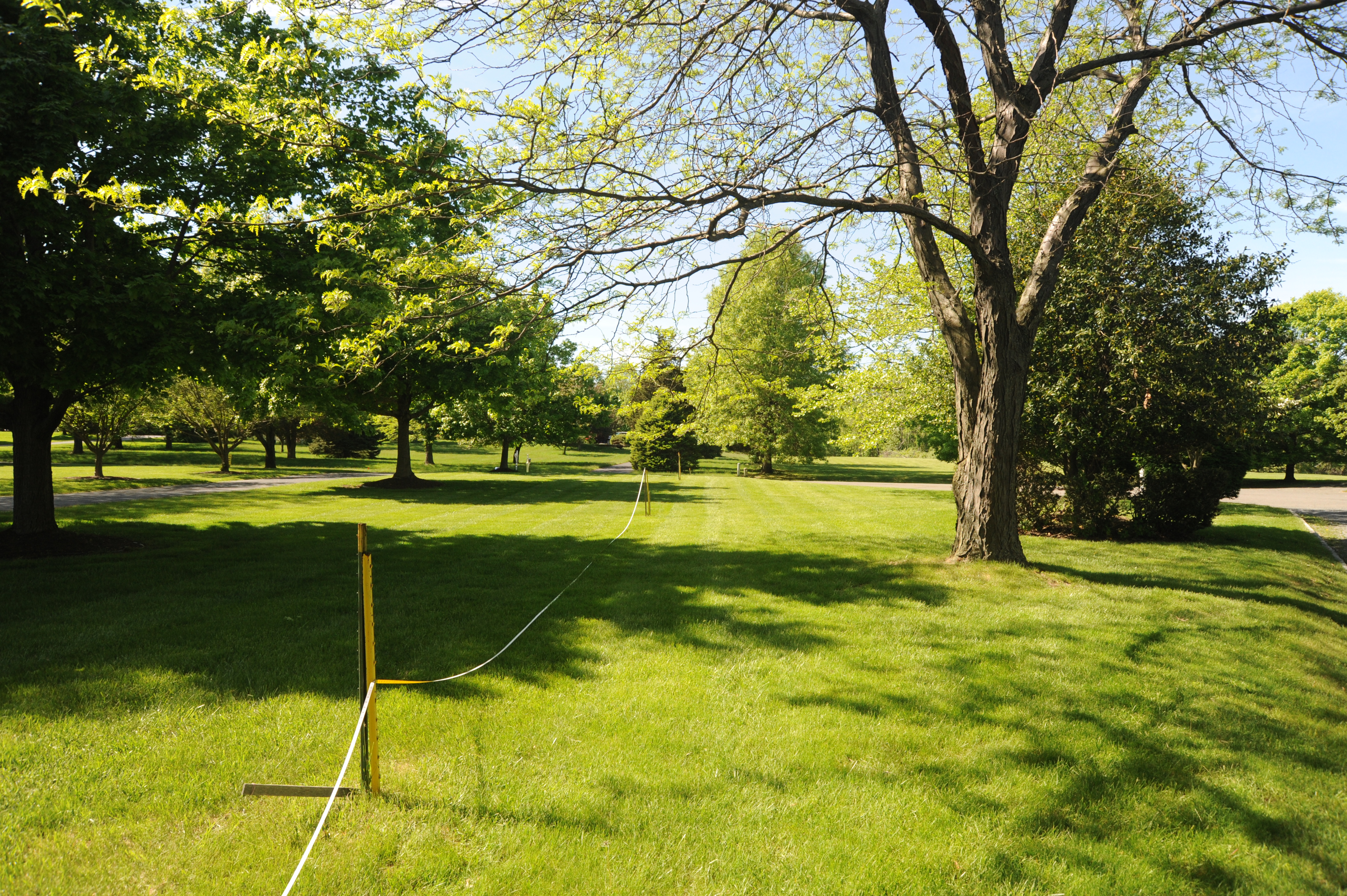 Before - Overgrown yard