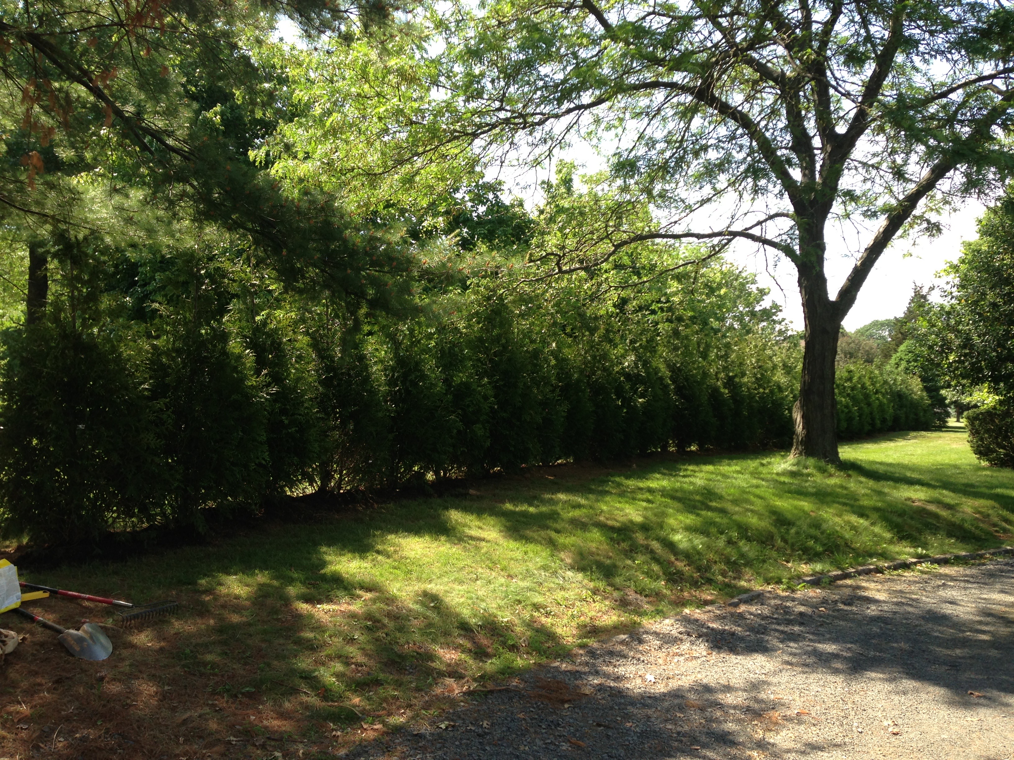 After - Pruned and cleared yard