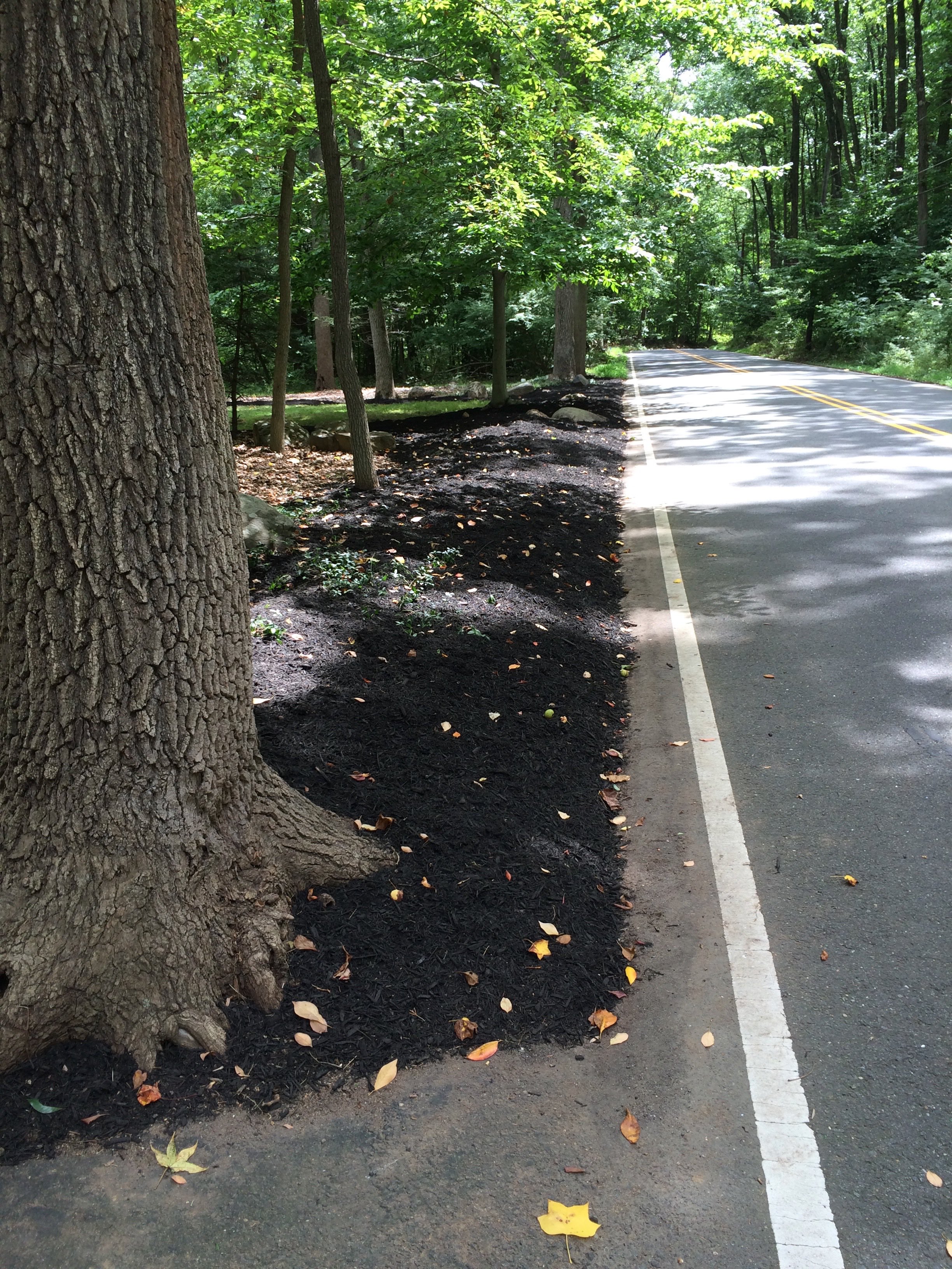 After - Clean and edged garden bed