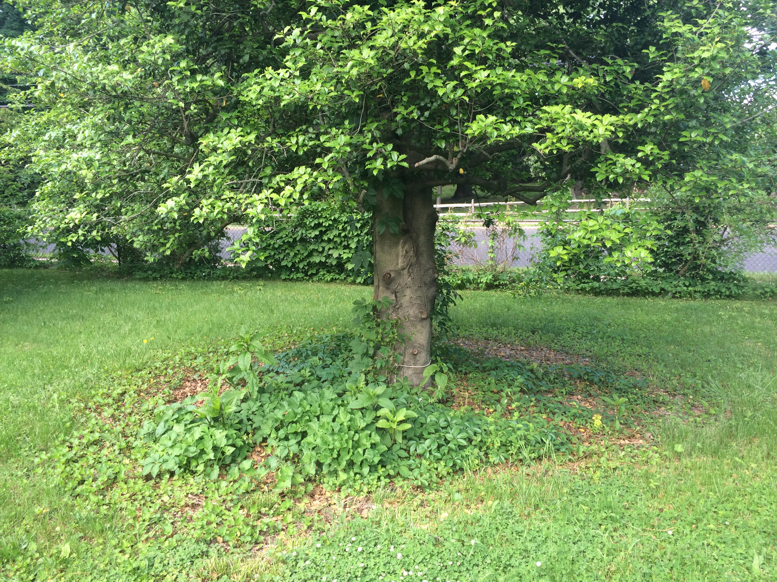 Before - Messy garden bed
