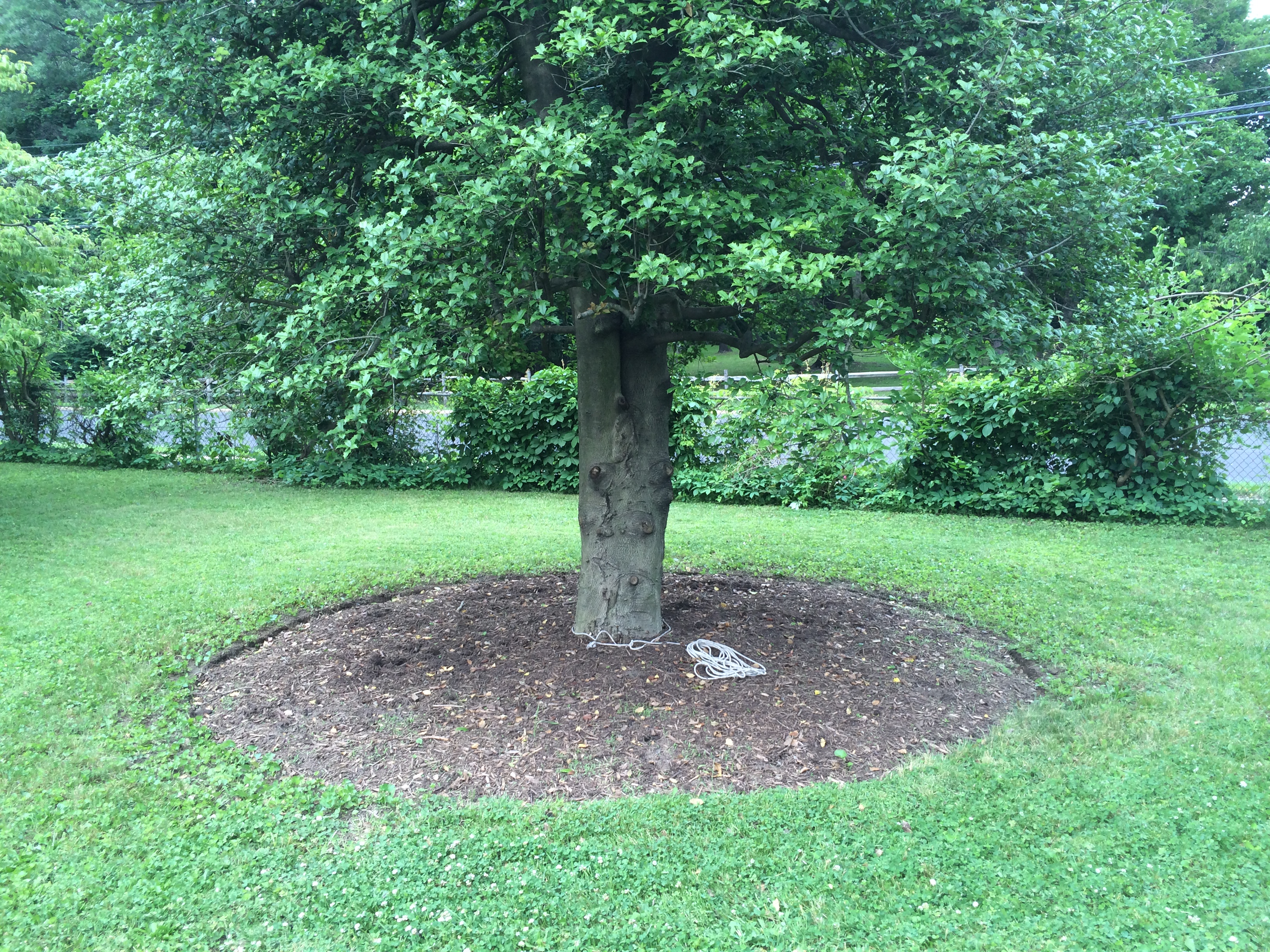 After - Clean and edged garden bed