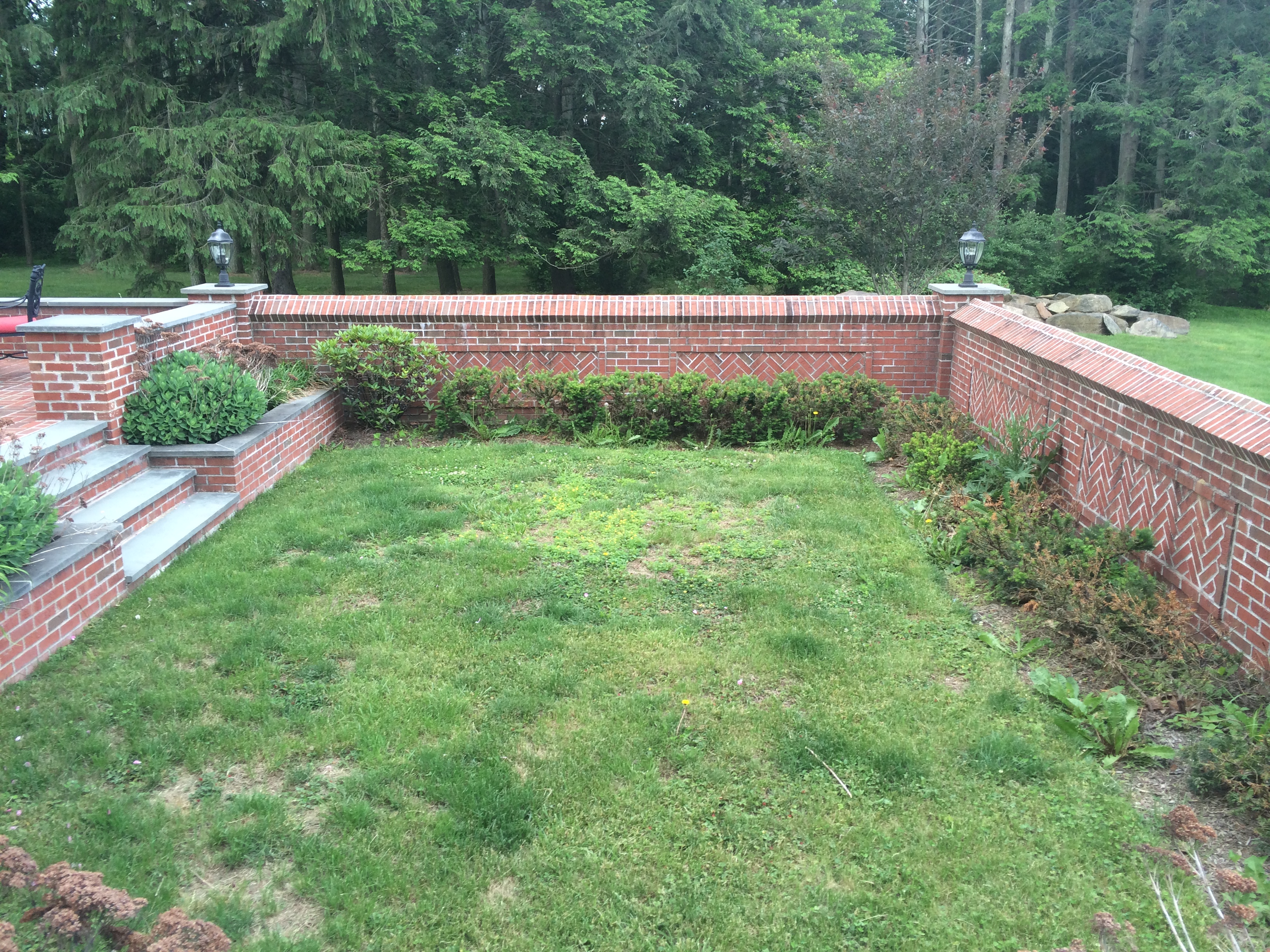 Before - Overgrown yard