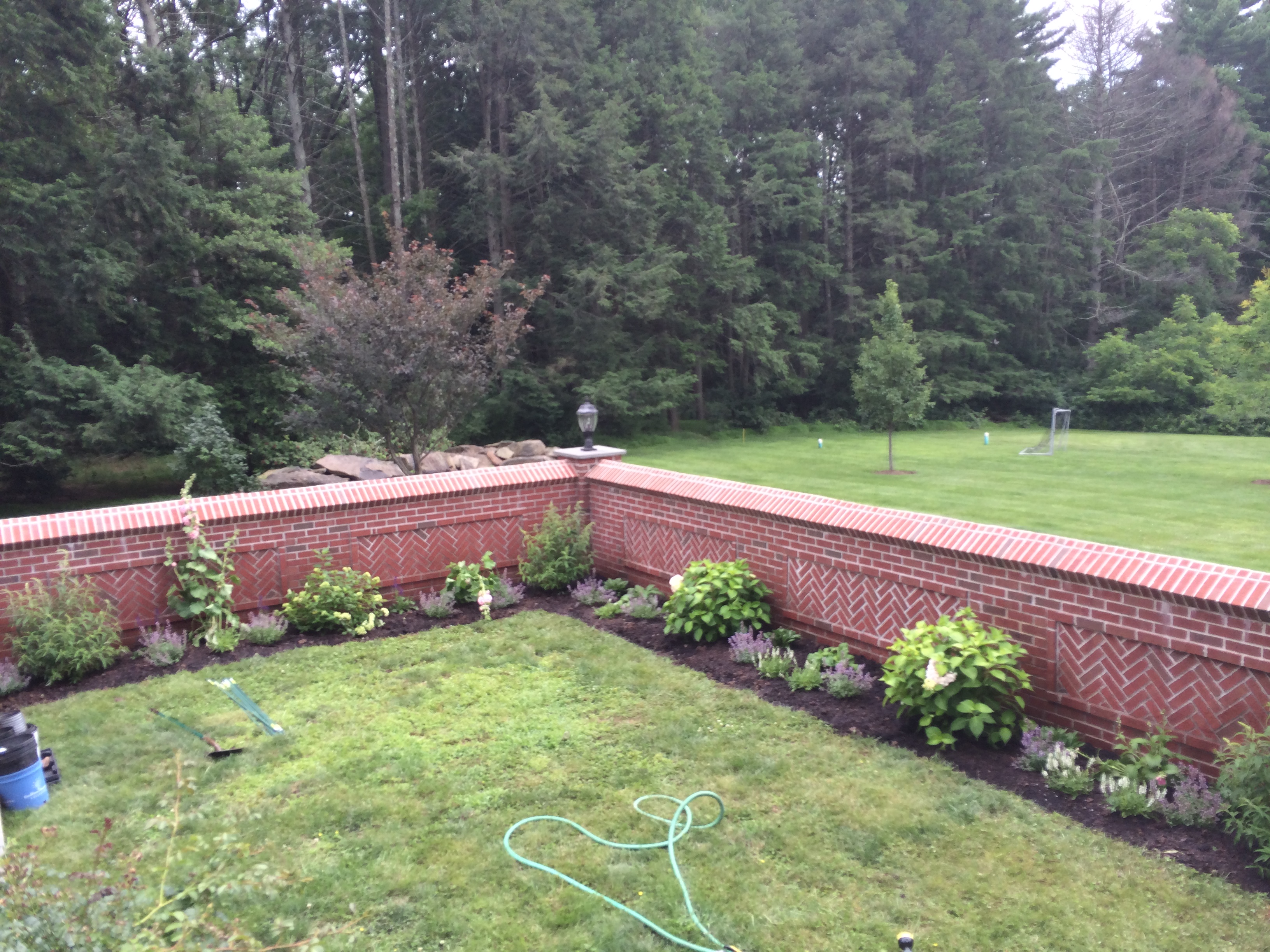 After - Pruned and cleared yard