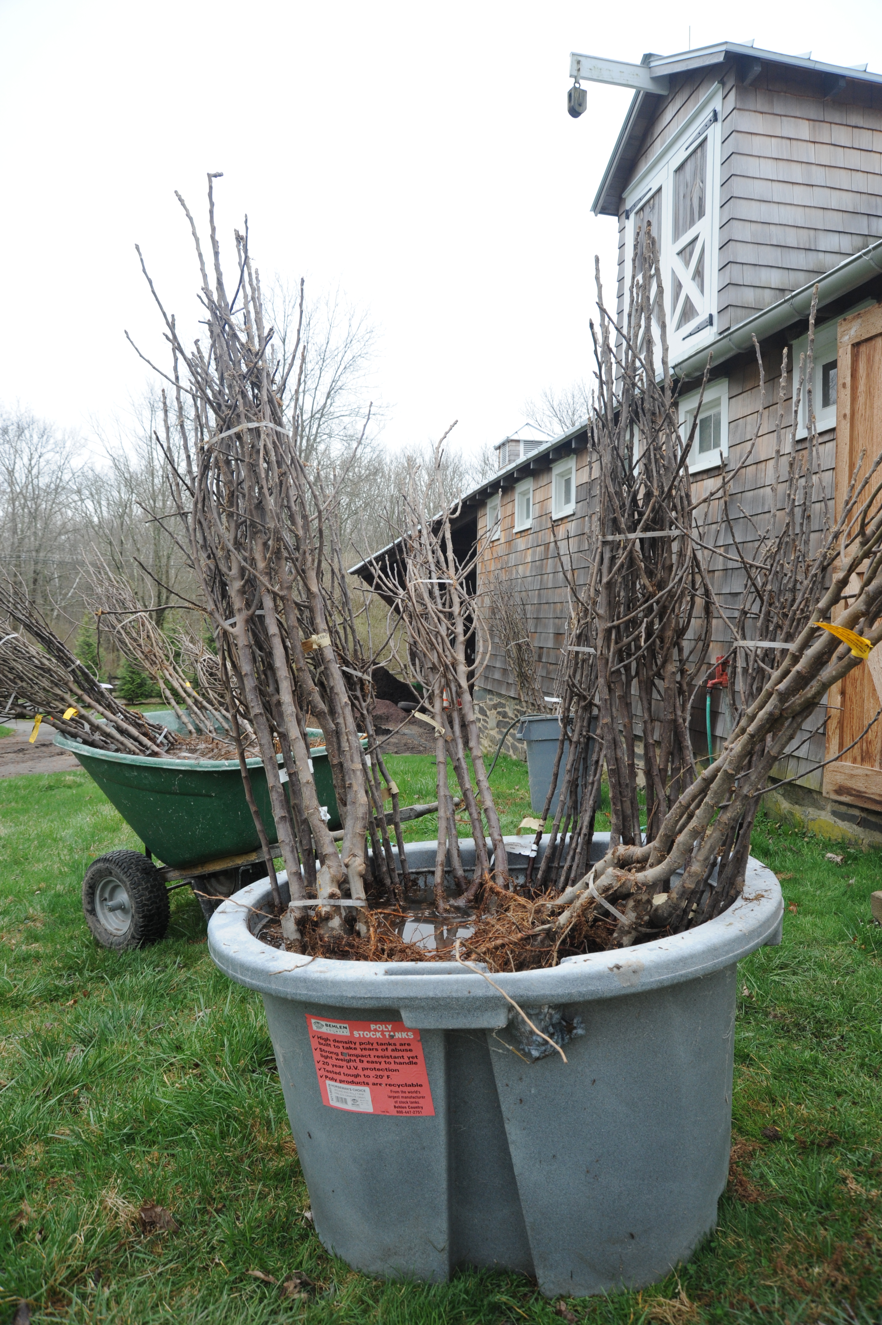 Before - Overgrown yard