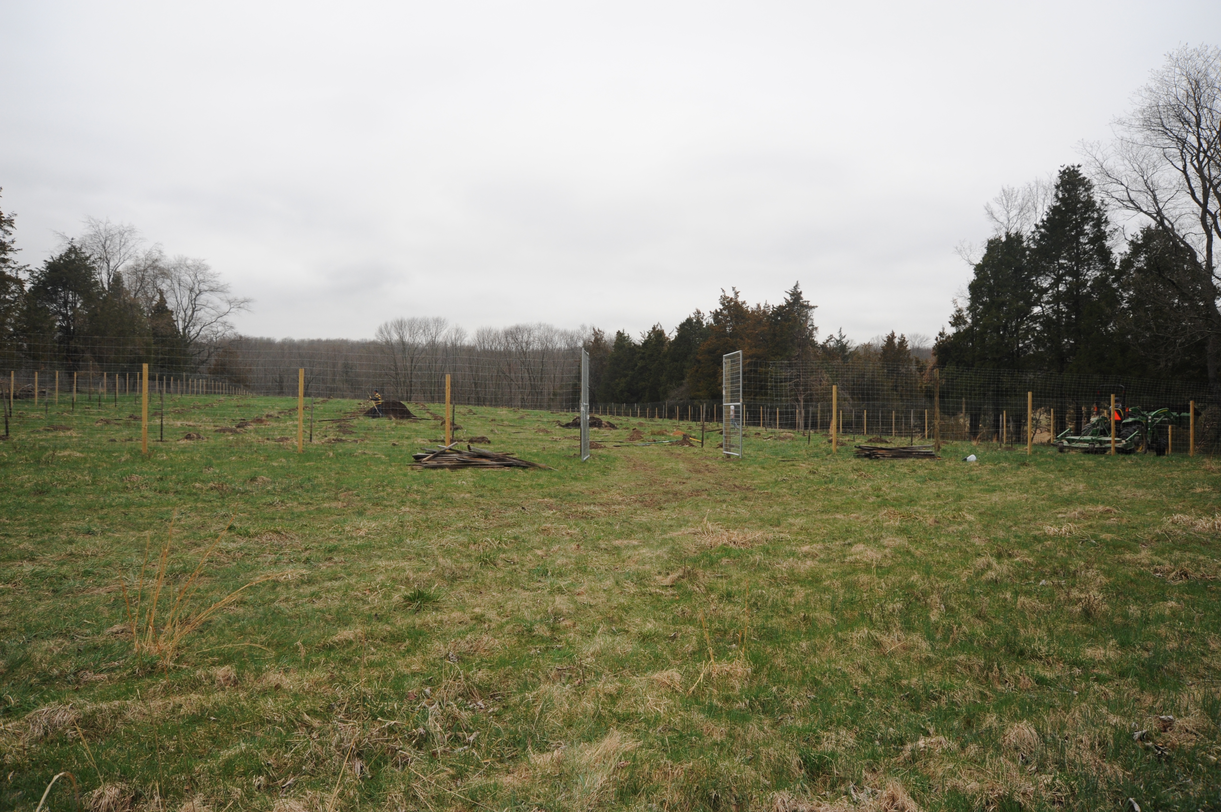After - Pruned and cleared yard