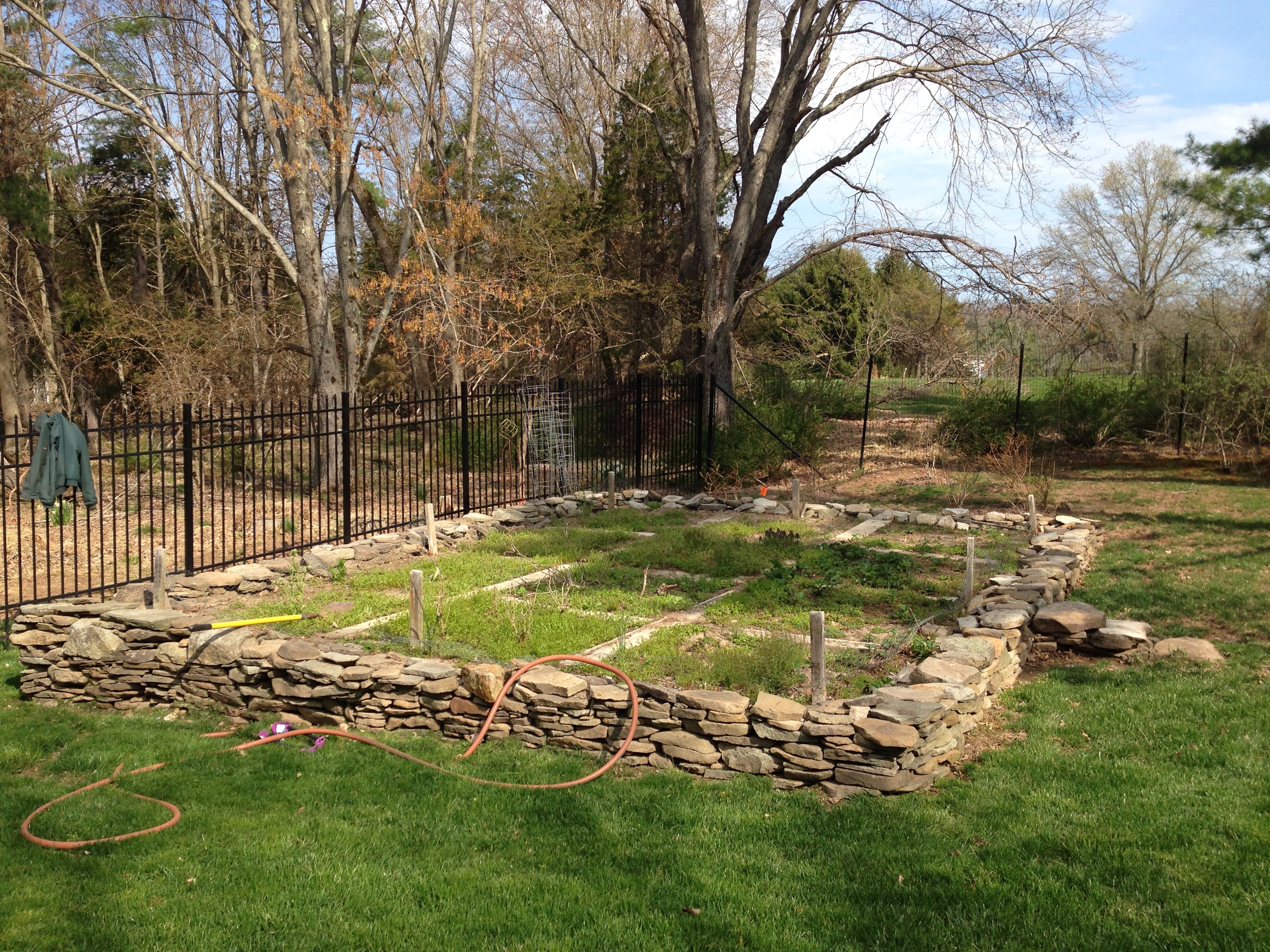 Before - Overgrown yard