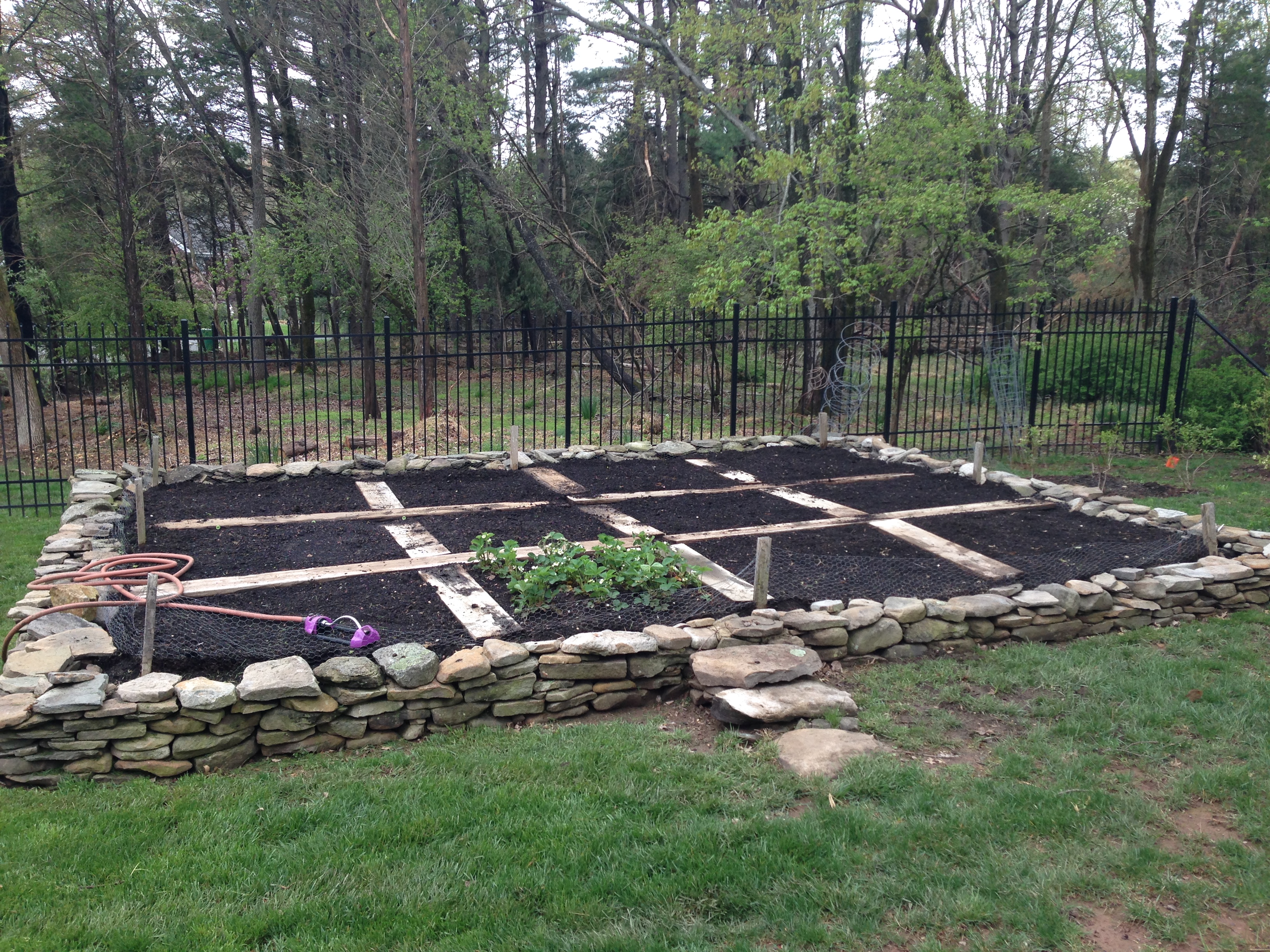 After - Pruned and cleared yard