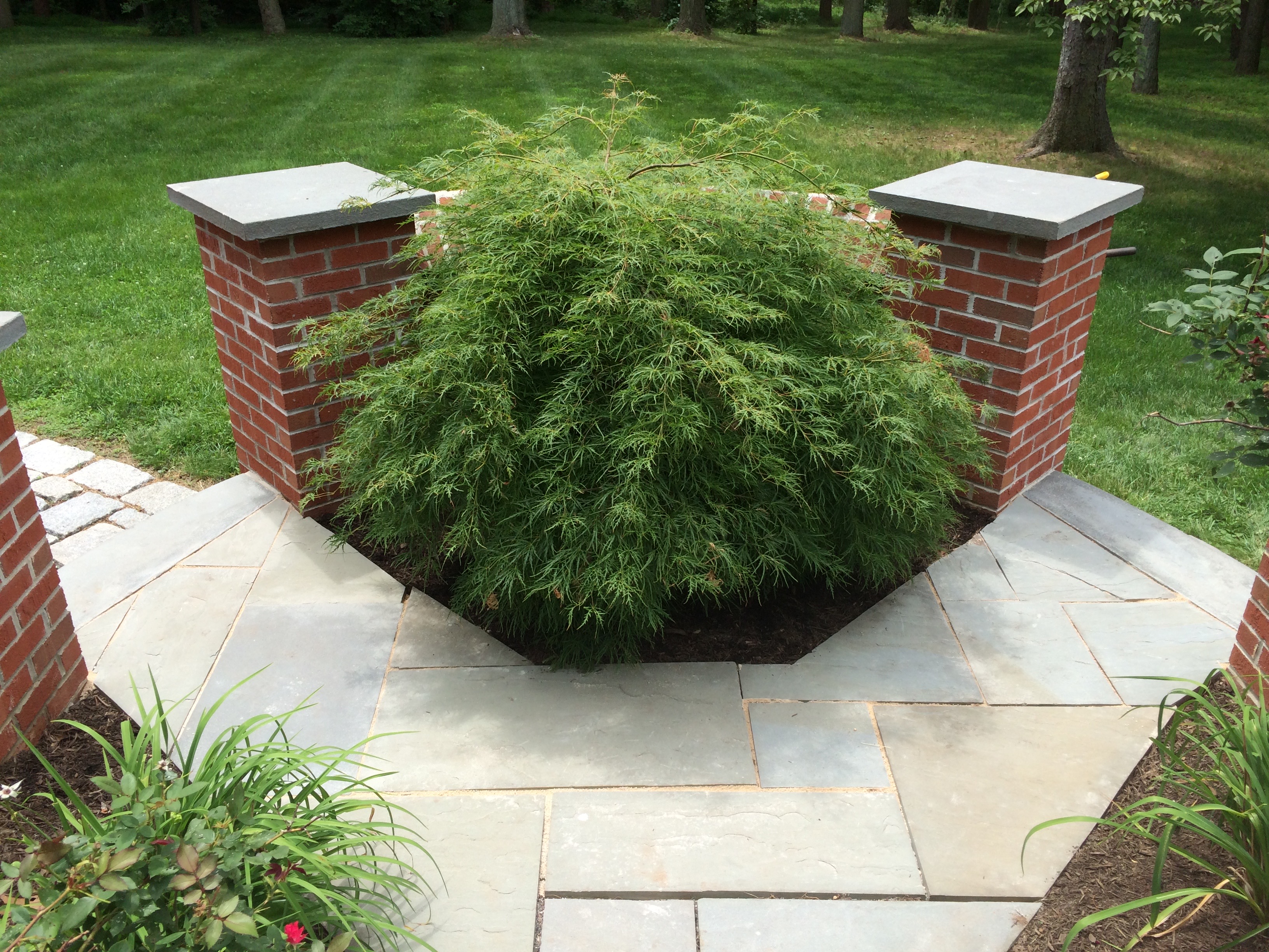 After - Clean and edged garden bed