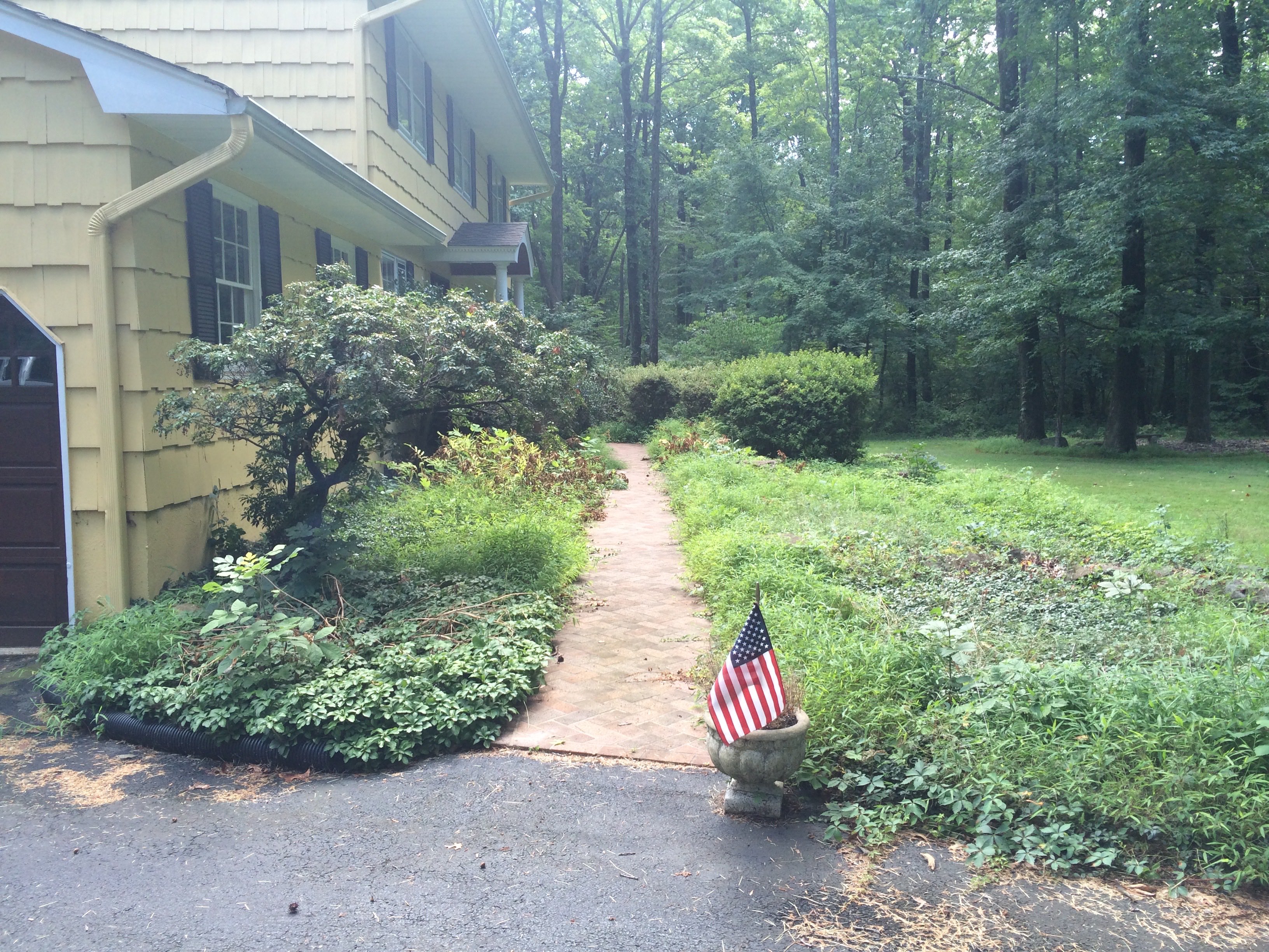 Before - Overgrown yard
