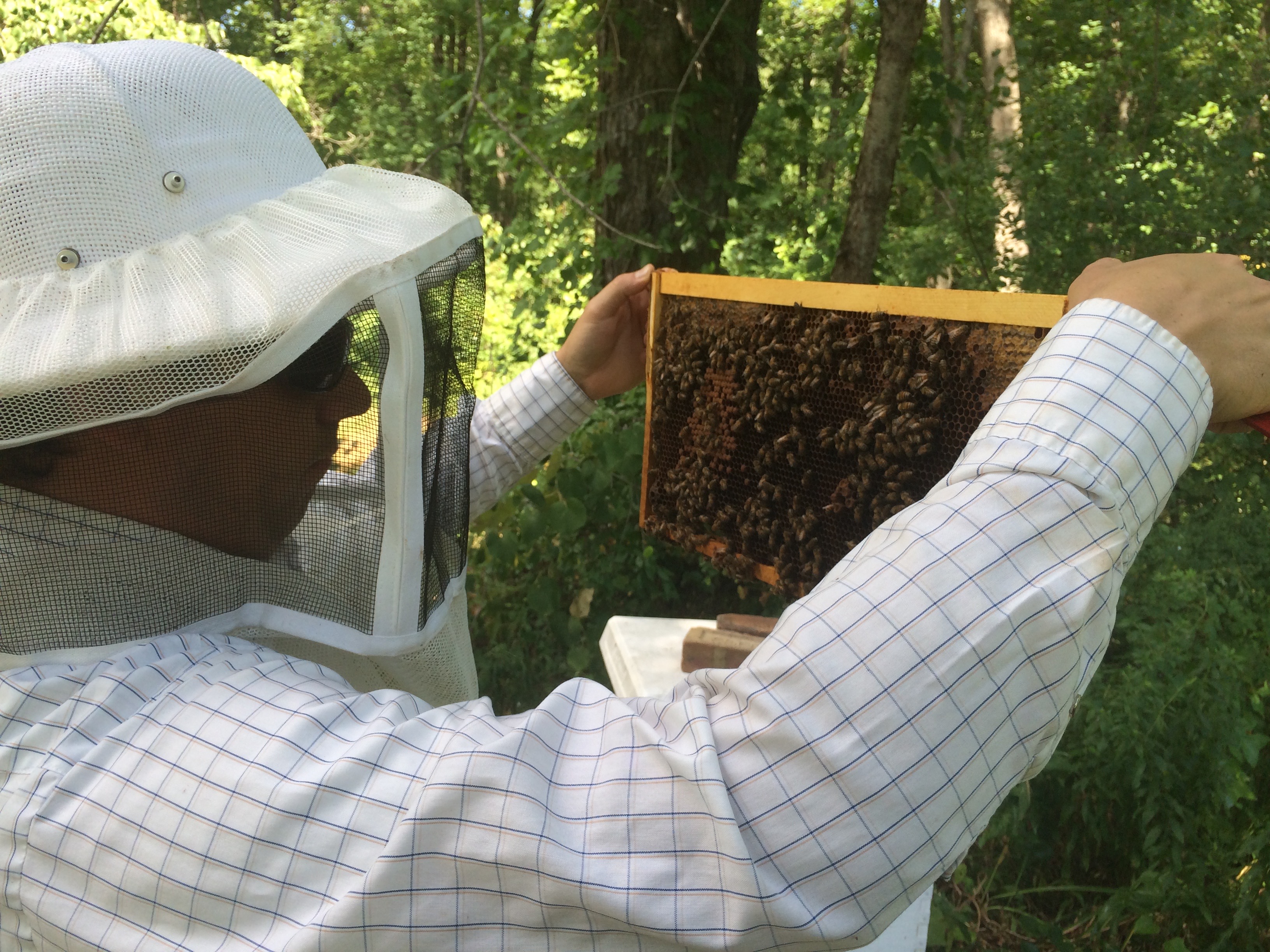 Beekeeping photo 3