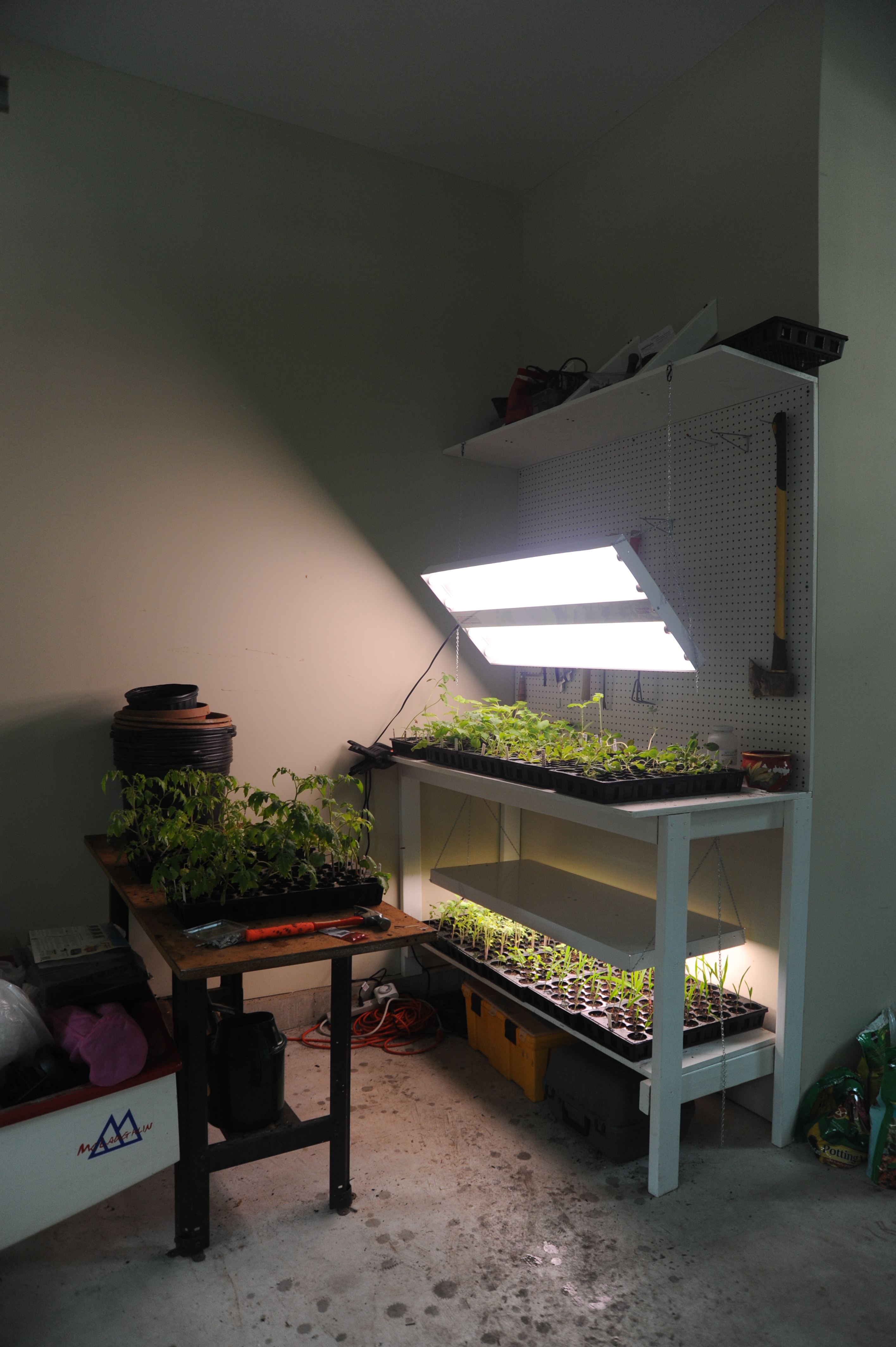 Seed Start 1
