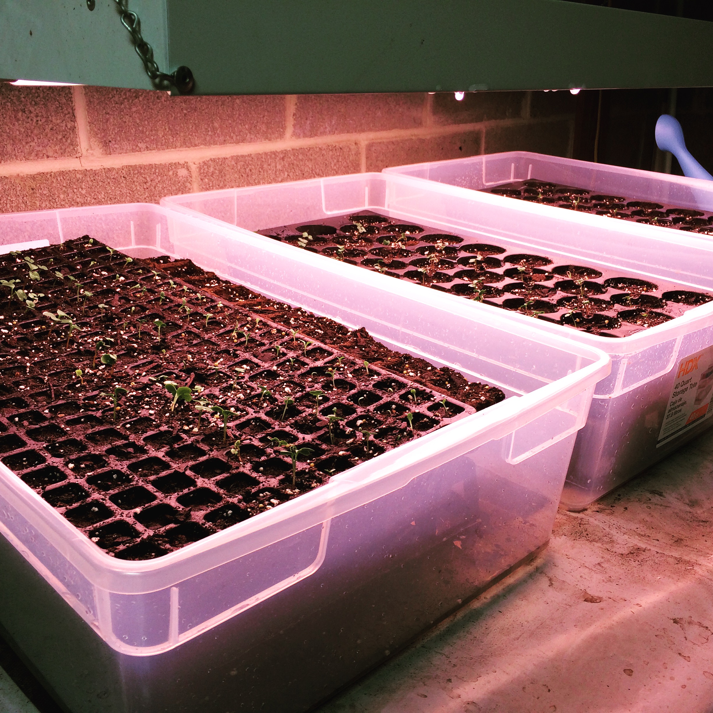 Seed Start 3