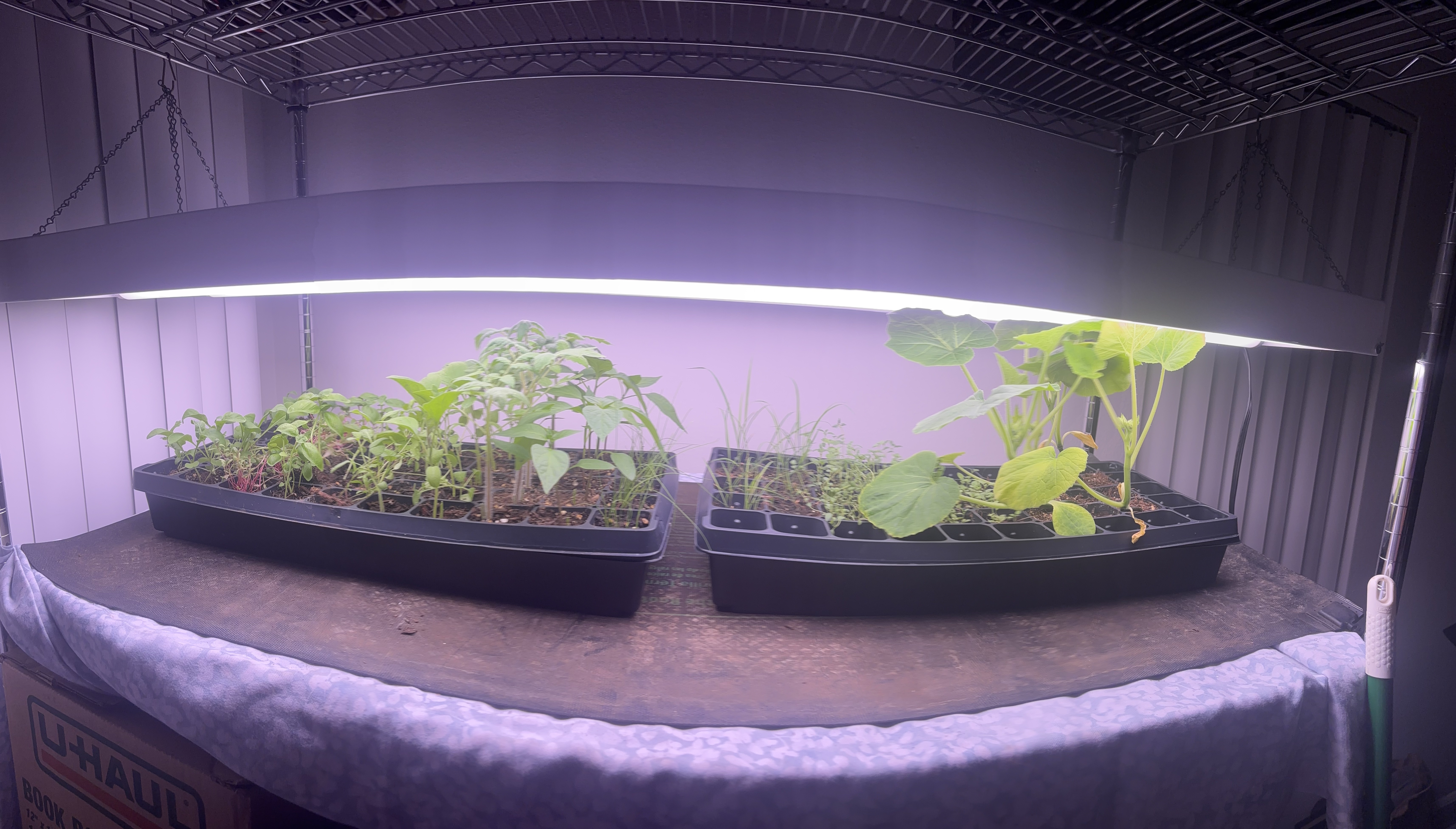 Seed Start 4