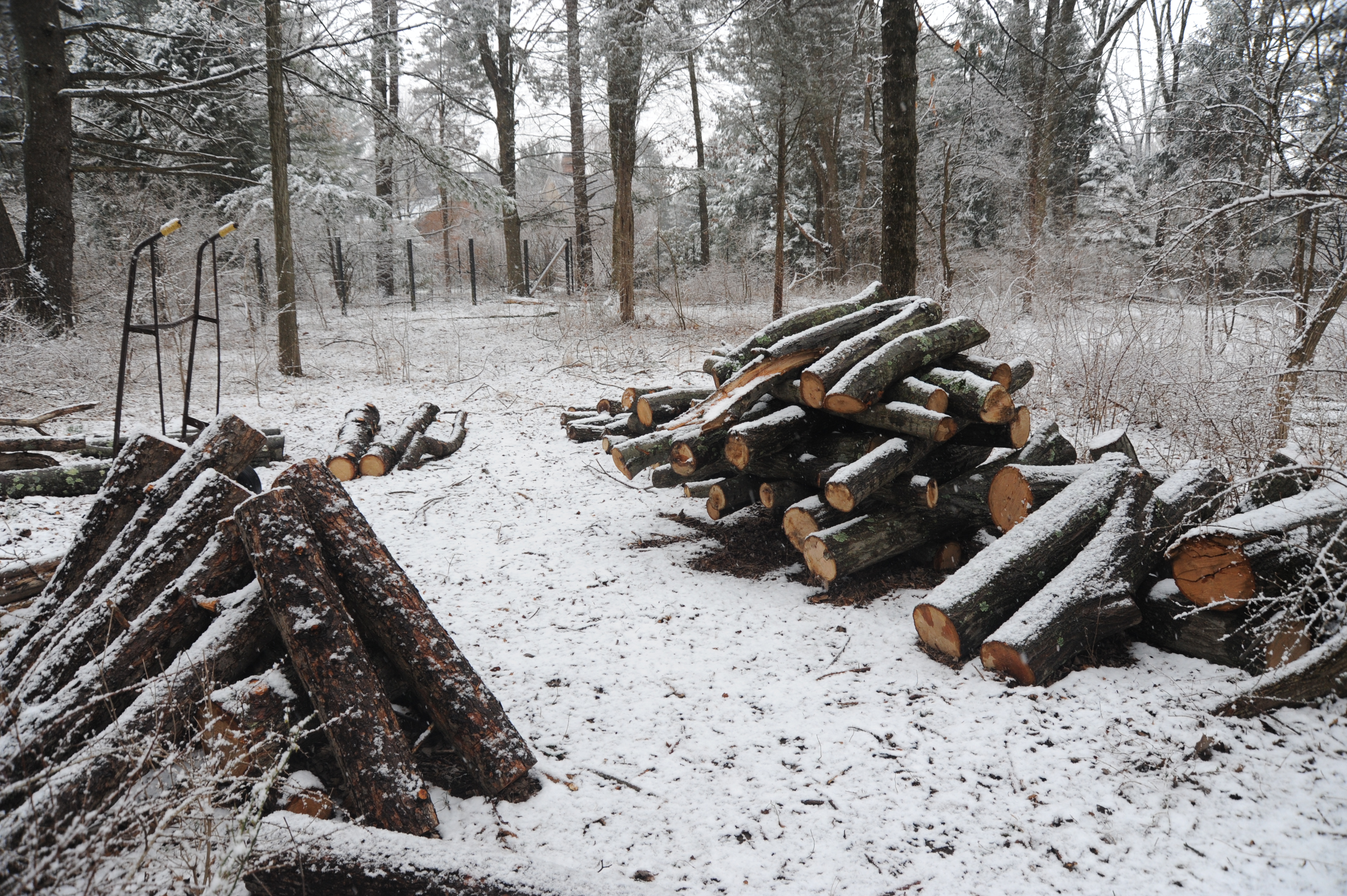 Mushroom Log 1