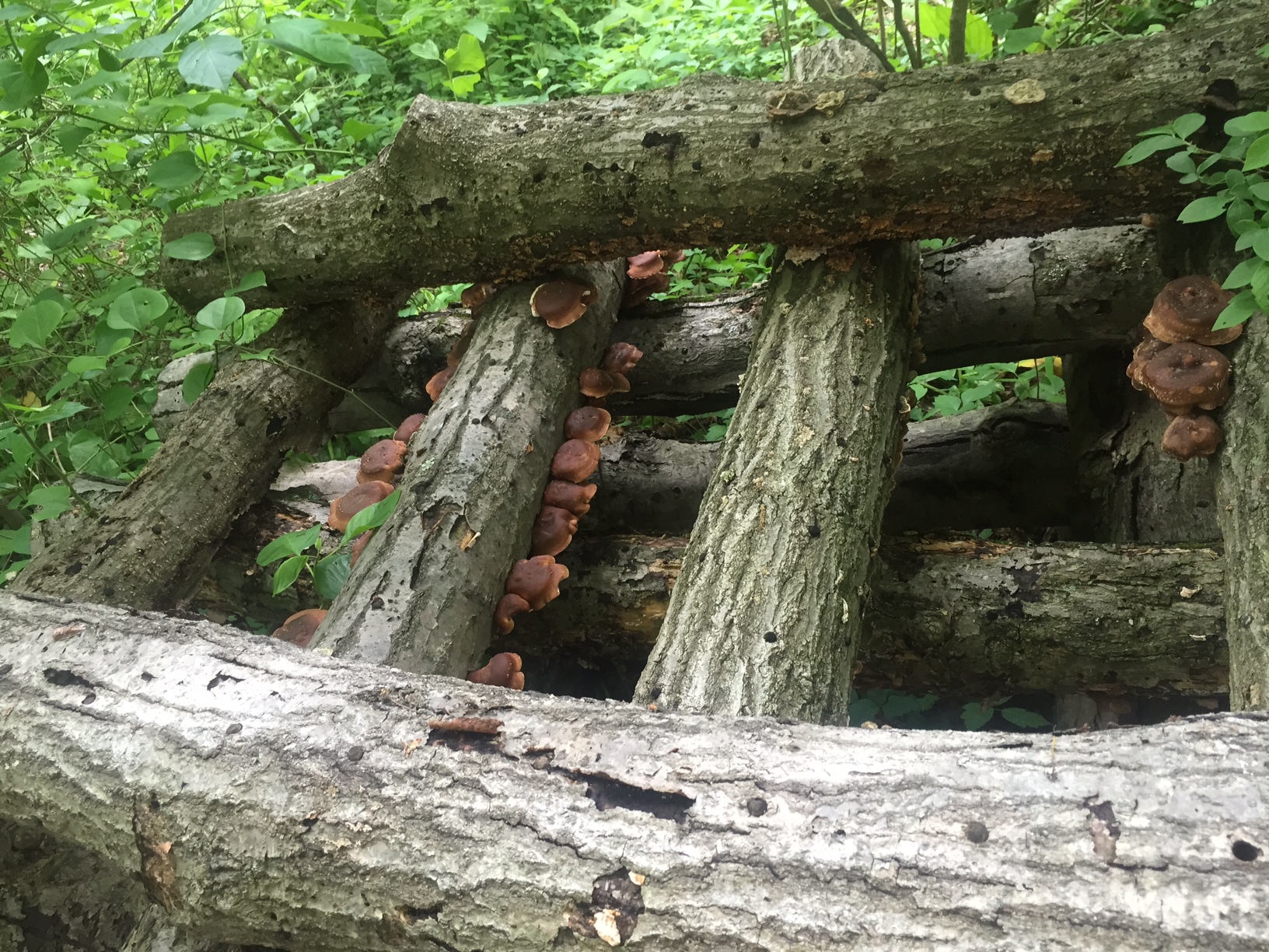 Mushroom Log 3