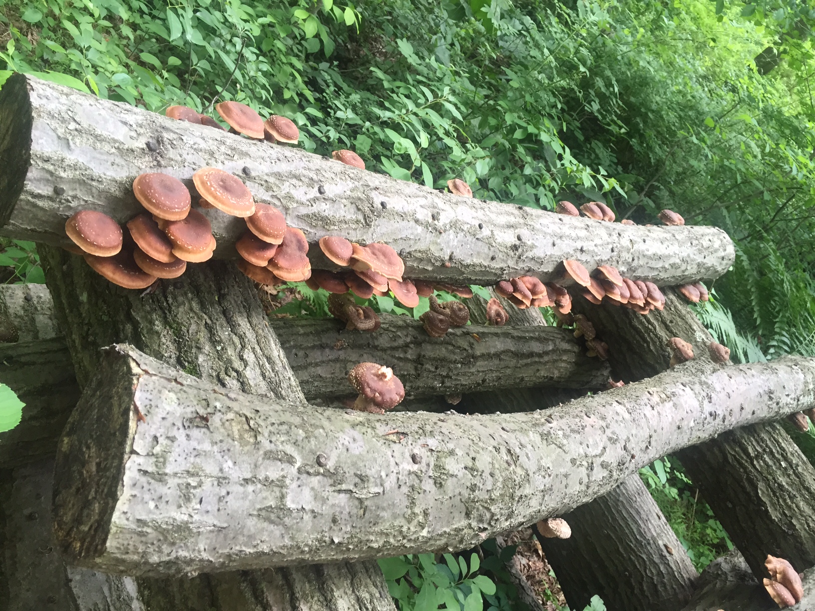 Mushroom Log 4