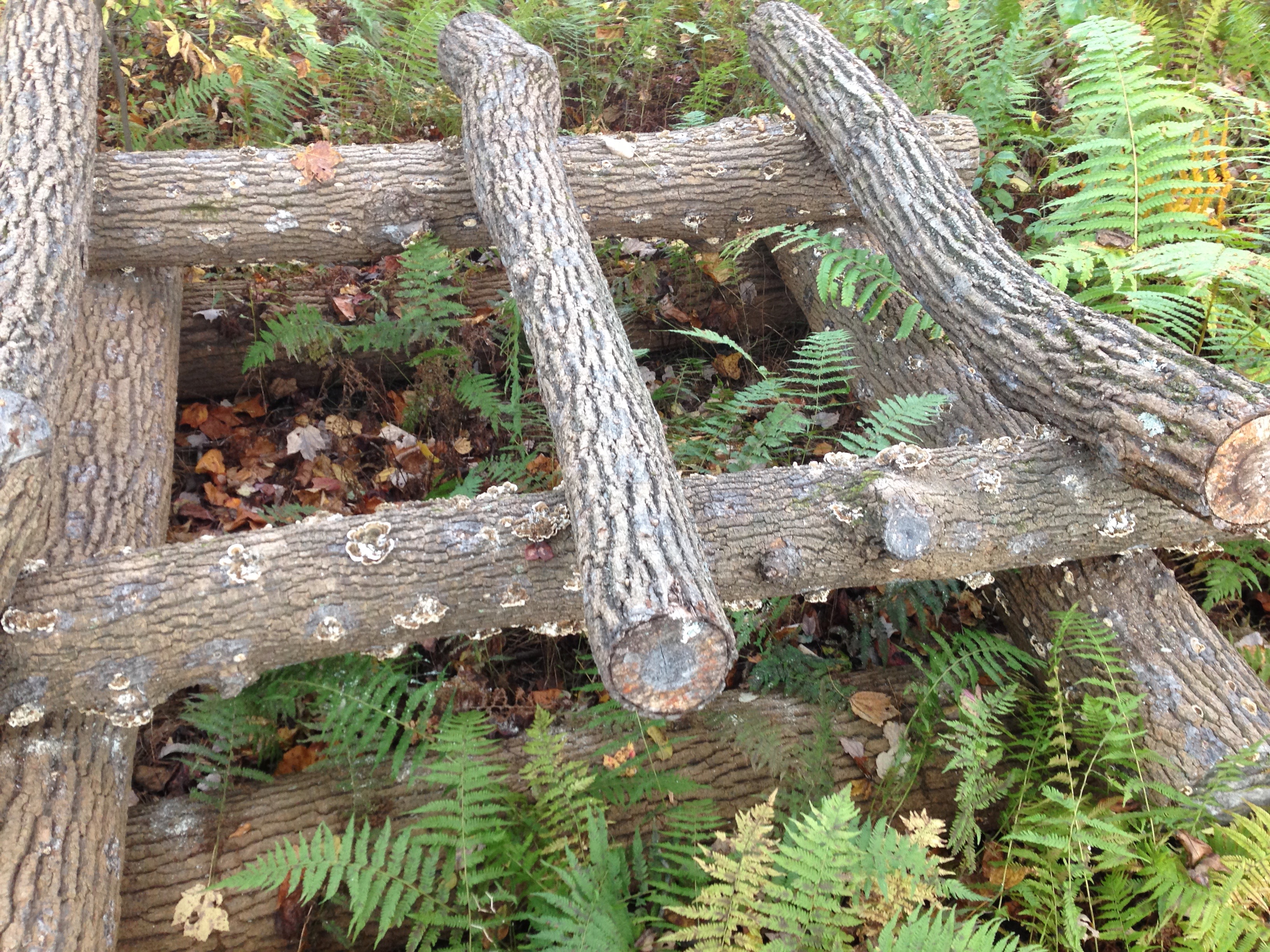 Mushroom Log 5